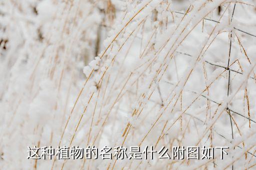 红凉伞，这种植物的名称是什么附图如下