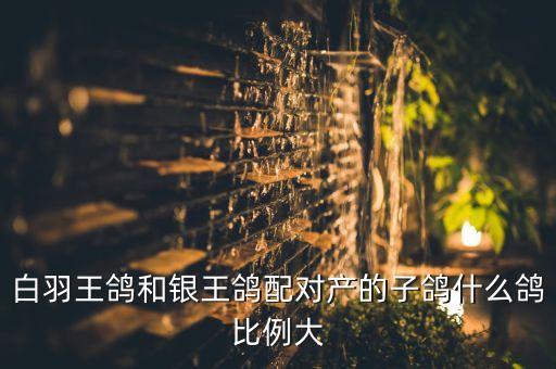 白羽王鸽和银王鸽配对产的子鸽什么鸽比例大