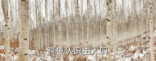 冷血动物认主人吗，鳄鱼认识主人吗