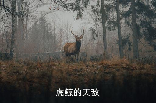 虎鲸的天敌