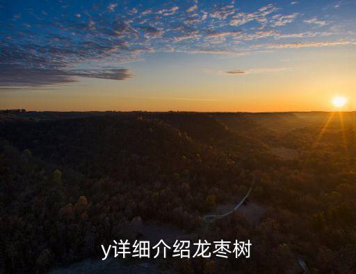 龙爪枣，一种树干全是弯看上去又挺直的枣树是什么品种
