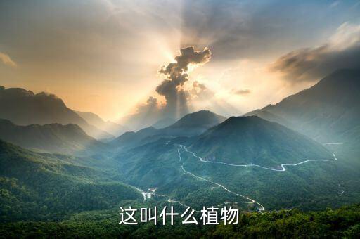 象耳芋，这是什么学名叫什么