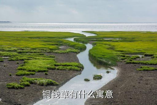 铜钱草的寓意，真正的含义