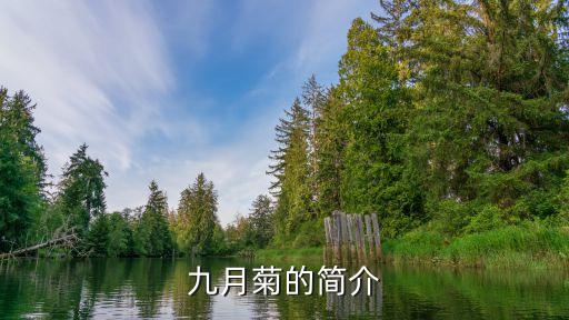 九月菊的简介