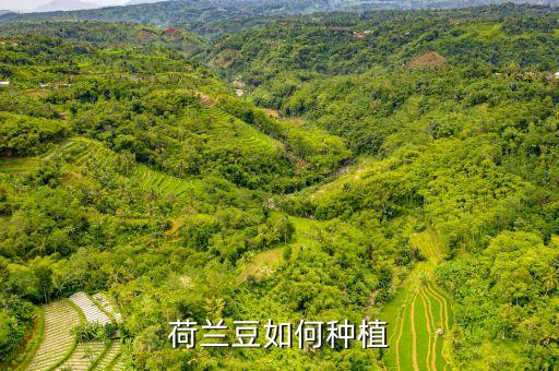 荷兰豆如何种植