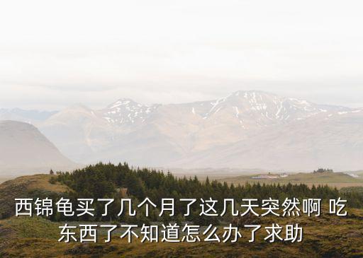 西锦龟，西锦龟有药用价值吗