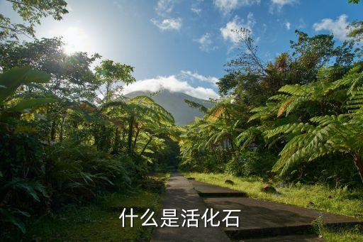 什么是活化石，哪种树被称为活化石