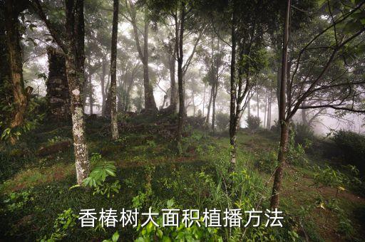 香椿树大面积植播方法