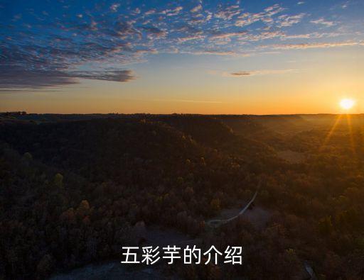 五彩芋的介绍