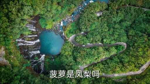 菠萝是凤梨吗