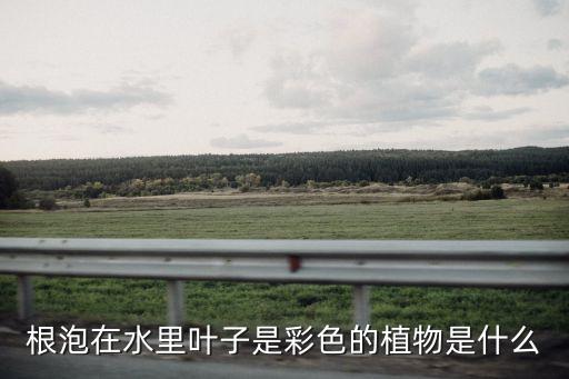 根泡在水里叶子是彩色的植物是什么