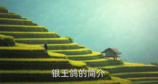 银王鸽的简介