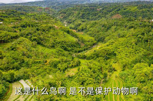 这是什么鸟啊 是不是保护动物啊