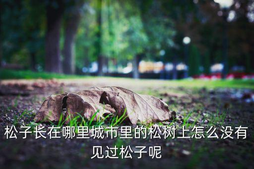 松子长在哪里城市里的松树上怎么没有见过松子呢