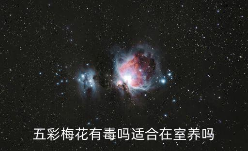 五彩梅花有毒吗适合在室养吗