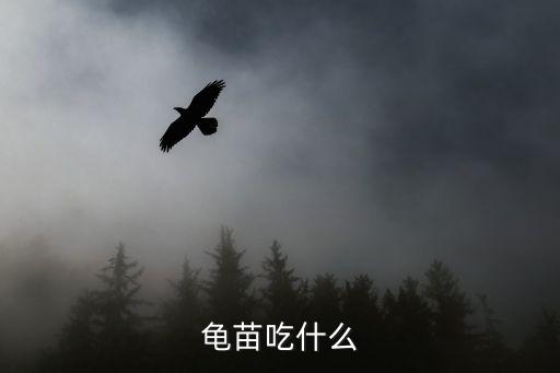 龟苗吃什么