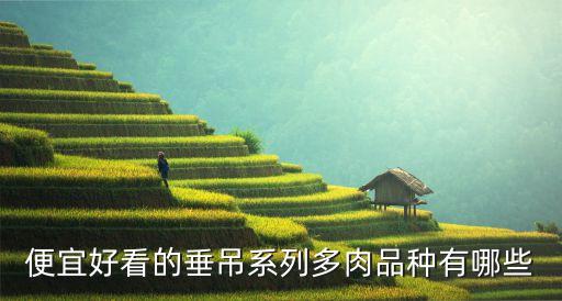 便宜好看的垂吊系列多肉品种有哪些
