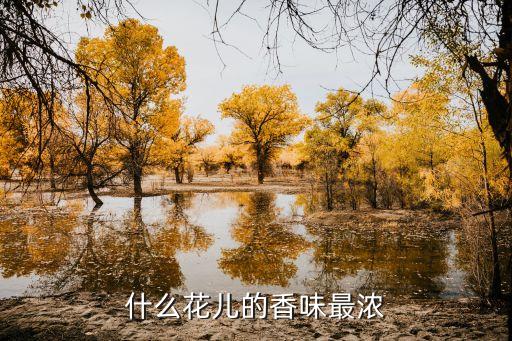 什么花儿的香味最浓