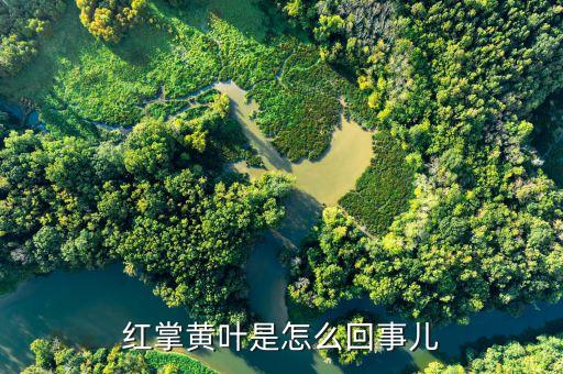 红掌黄叶是怎么回事儿