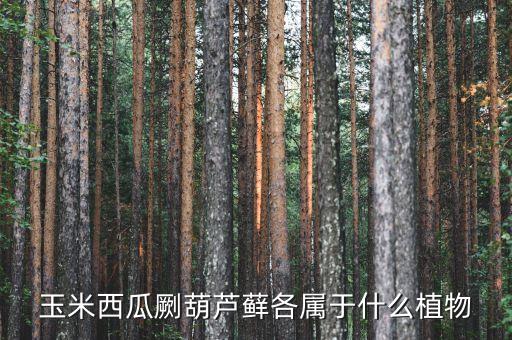 葫芦藓是什么植物，葫芦藓属于什么植物