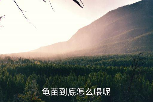 龟苗到底怎么喂呢