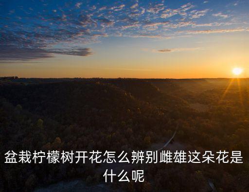 柠檬树分公母吗，柠檬树有公母之分吗