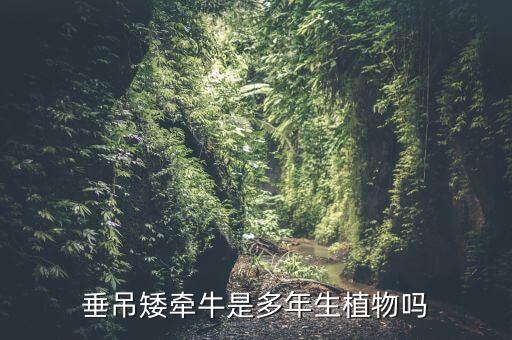 垂吊矮牵牛是多年生植物吗