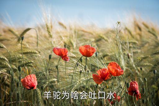 羊驼为啥会吐口水