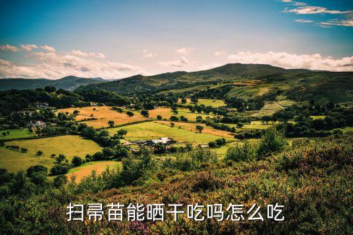 扫帚苗的吃法，扫帚苗能晒干吃吗怎么吃