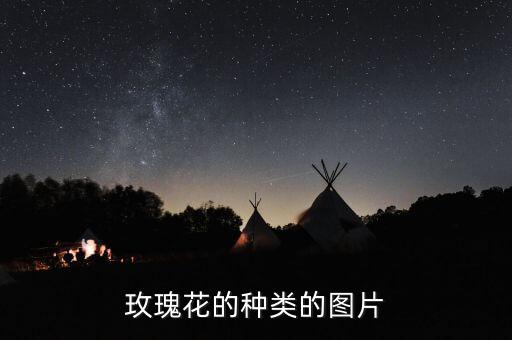 玫瑰的图片大全，玫瑰花的种类的图片
