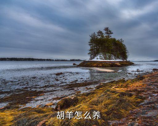 胡羊，歌词中带胡羊两个字的歌是什么歌
