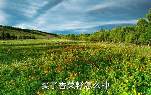 香菜种子怎么种，香菜种仔怎样种