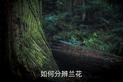 兰花长什么样，兰花是什么形状