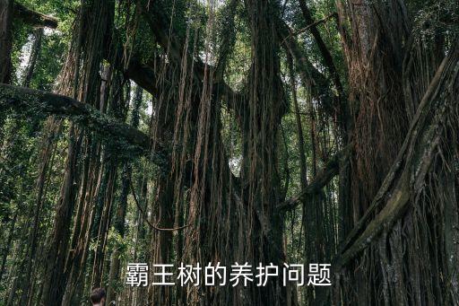 霸王树的养护问题