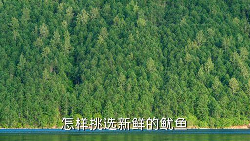 小鱿鱼图片，怎样挑选鱿鱼