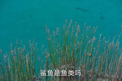 鲨鱼是鱼类吗
