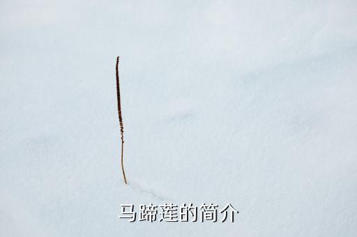 马蹄莲花，马蹄莲的简介