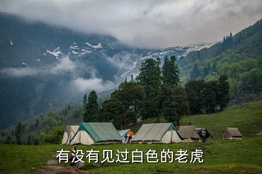 有没有见过白色的老虎