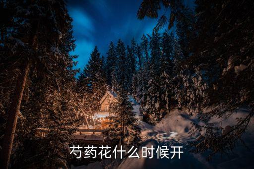 芍药花什么时候开