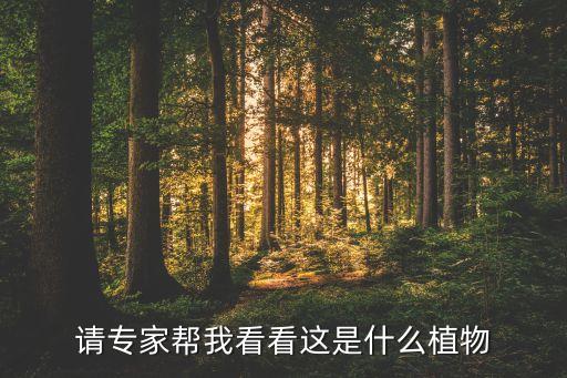请专家帮我看看这是什么植物