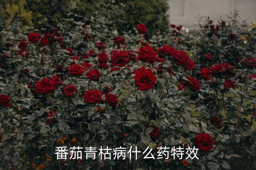 托鲁巴姆，水培龙葵托鲁巴姆长绿藻