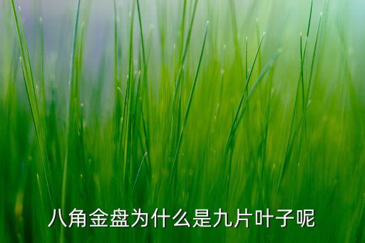 八角金盘为什么是九片叶子呢
