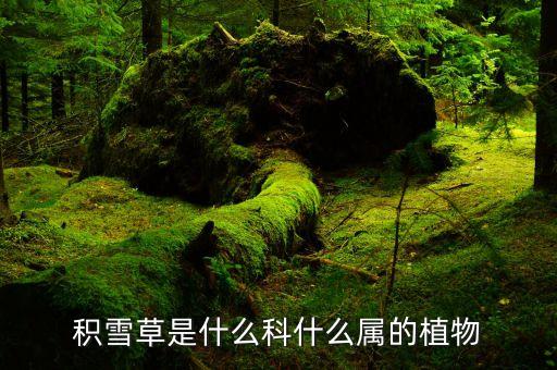 积雪草，积雪草是什么科什么属的植物