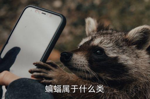 蝙蝠属于什么类，蝙蝠属于什么类