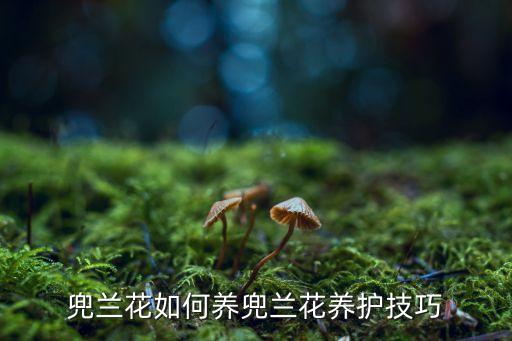 兜兰花，椰兰花是什么