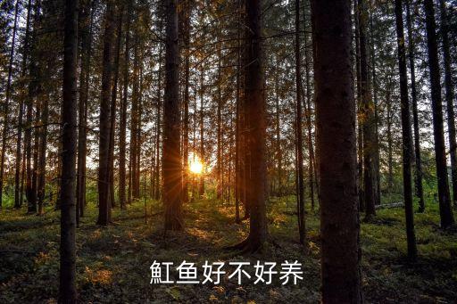 魟鱼好不好养