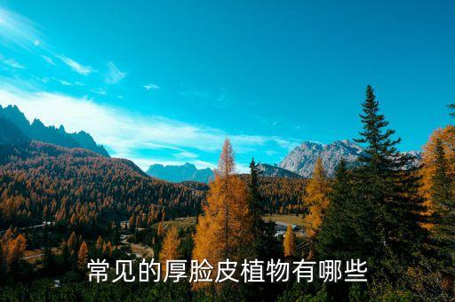常见的厚脸皮植物有哪些