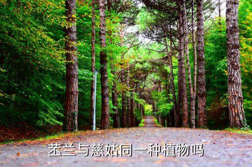 茄莲，茄莲是什么意思