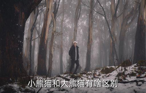 小熊猫和大熊猫有啥区别