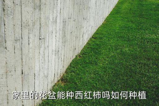 家里的花盆能种西红柿吗如何种植